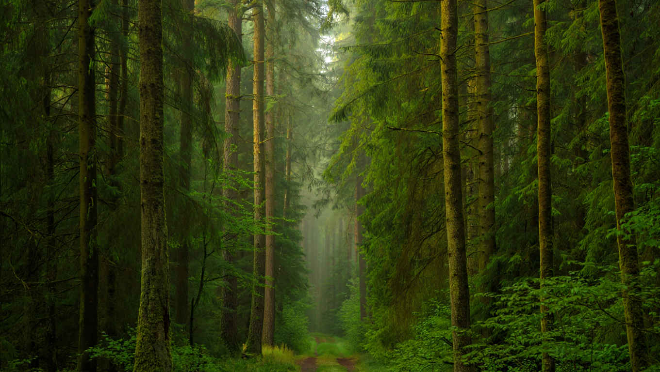 Stimmungsvoller Morgen im Schwarzwald mit Nebelschwaden über den Tannen